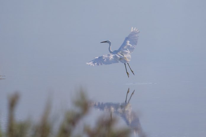 Garzetta alle saline di Nubia (foto di Biagio Barbera)